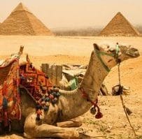 pyramids with camel (44) pyramids with camel (44)